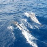 Freebird MAGIC catamarn Sailing